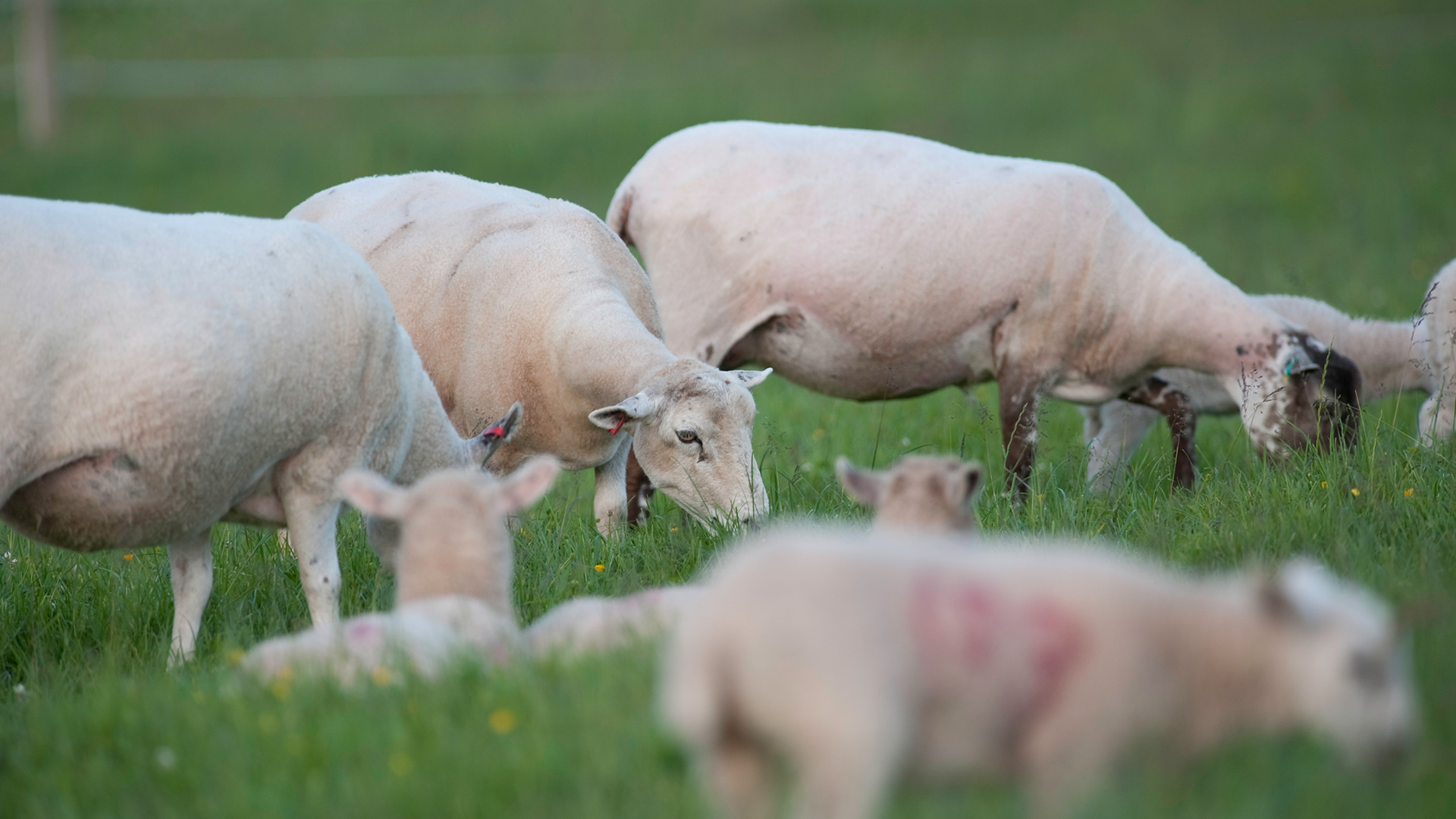 Expert advice on colostrum management for lambs